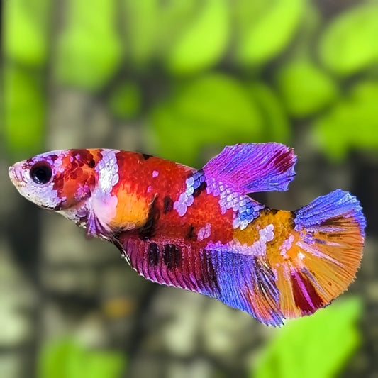Multicolor Candy Galaxy HMPK Betta Fish Female For Sorority / Breed