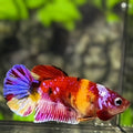 Multicolor Candy Galaxy HMPK Betta Fish Female For Sorority / Breed