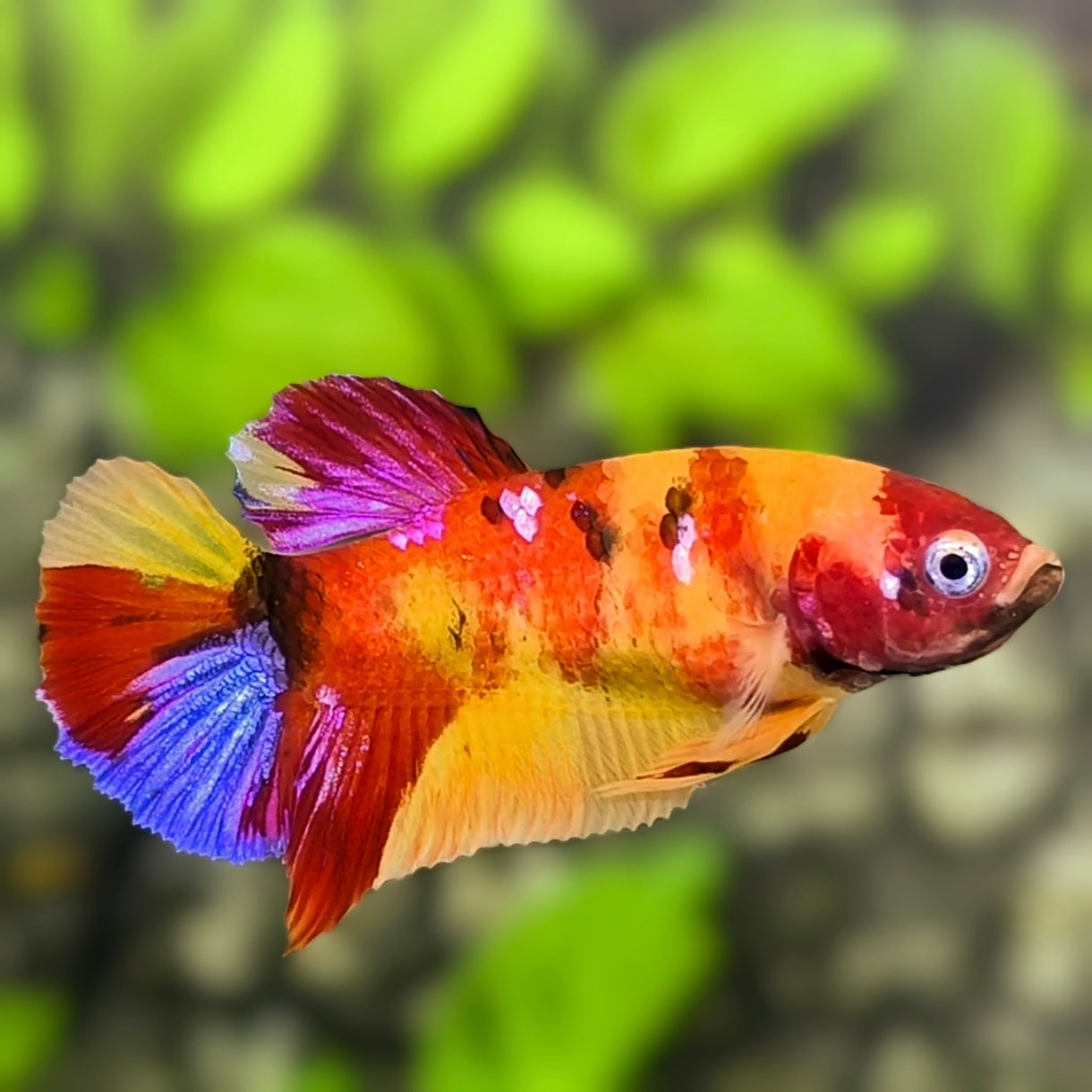 Yellowbase Multicolor Candy HMPK Betta Fish Female For Sorority / Breed