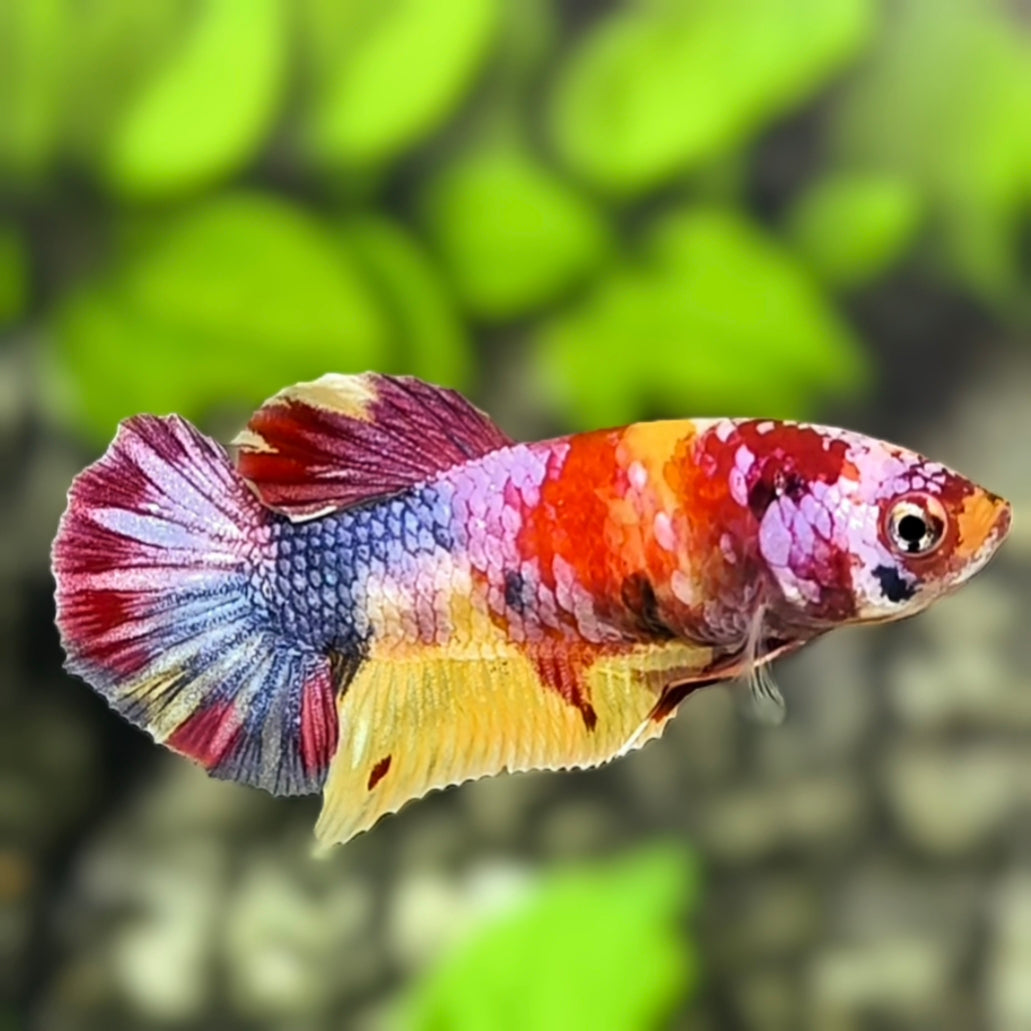 Multicolor Candy Galaxy HMPK Betta Fish Female For Sorority / Breed