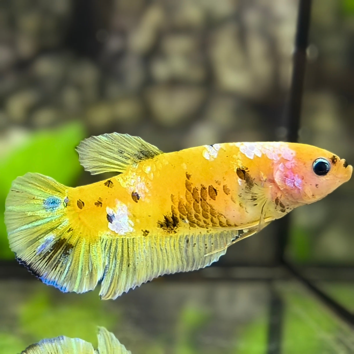 Yellow Koi Galaxy HMPK Betta Fish Female For Sorority / Breed #YKG