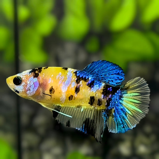 Yellow Tiger Koi Galaxy HMPK Betta Fish Female For Sorority / Breed #YKG