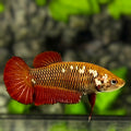 Red Mamba Pineapple HMPK Betta Fish Female For Sorority / Breed