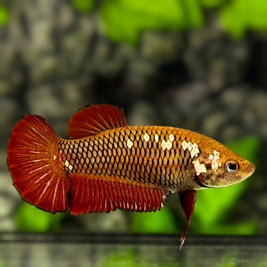 Red Mamba Pineapple HMPK Betta Fish Female For Sorority / Breed