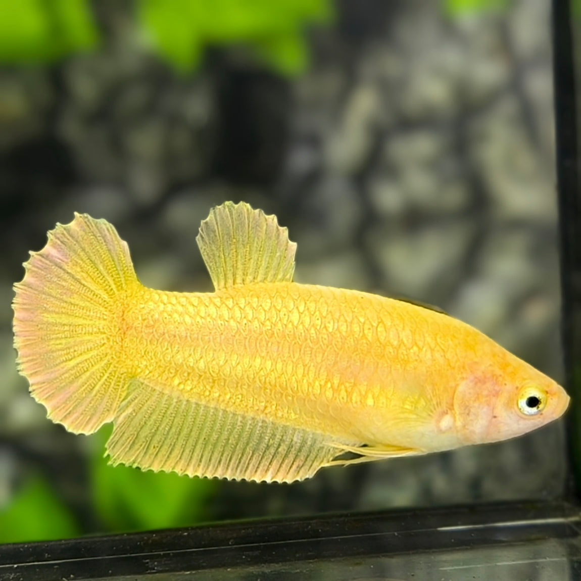 Solid Super Gold 24K HMPK Betta Fish Female For Sorority / Breed
