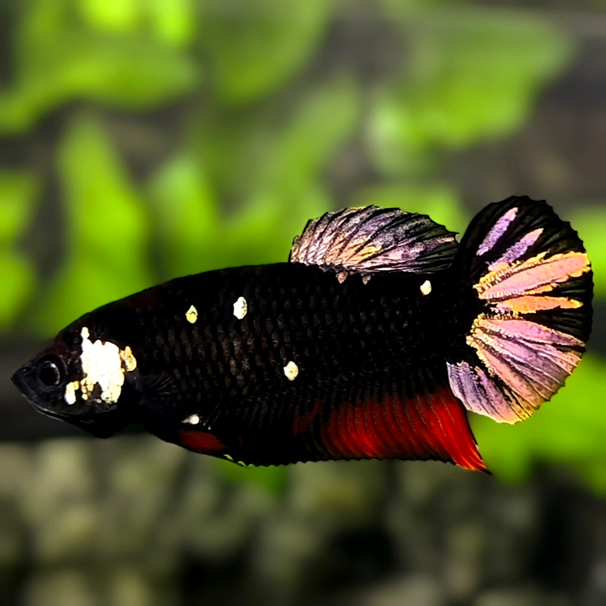 Avatar Blackstar Copper Gold HMPK Betta Fish Female For Sorority / Breed