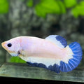 Blue Rim Butterfly HMPK Betta Fish Female For Sorority / Breed