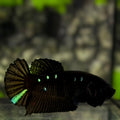 Blackstar Green HMPK Betta Fish Female For Sorority / Breed