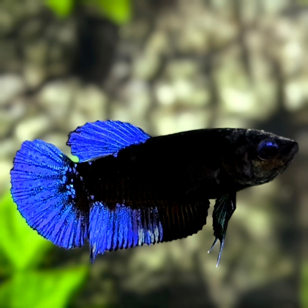 Blue Black Light HMPK Betta Fish Female For Sorority / Breed