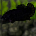 Black HMPK Betta Fish Female For Sorority / Breed