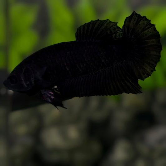 Black HMPK Betta Fish Female For Sorority / Breed