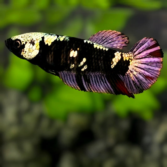 Avatar Black Panther HMPK Betta Fish Female For Sorority / Breed