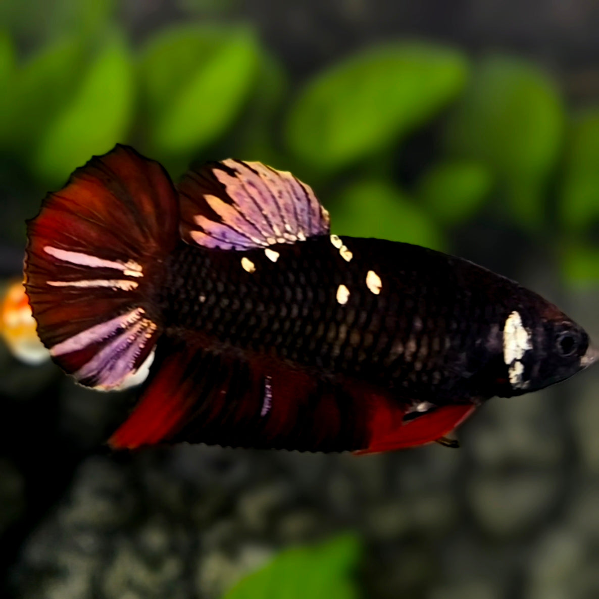 Avatar Red Blackstar HMPK Betta Fish Female For Sorority / Breed