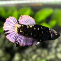 Avatar Black Panther HMPK Betta Fish Female For Sorority / Breed