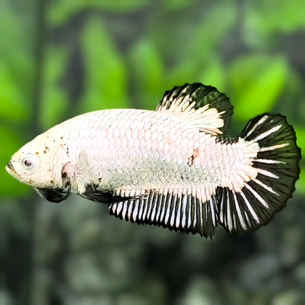 Fullmasked Black Dragon HMPK Betta Fish Female For Sorority / Breed