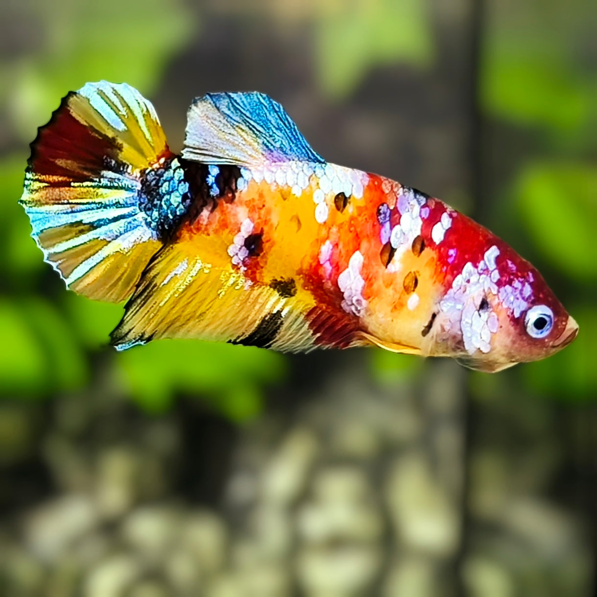 Multicolor Yellowbase Galaxy HMPK Betta Fish Female For Sorority / Breed