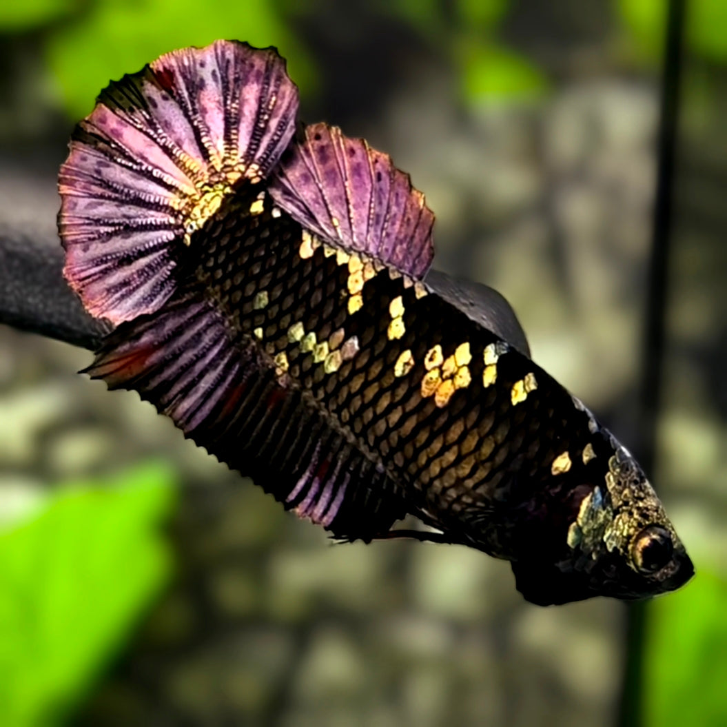 Avatar Black Panther HMPK Betta Fish Female For Sorority / Breed