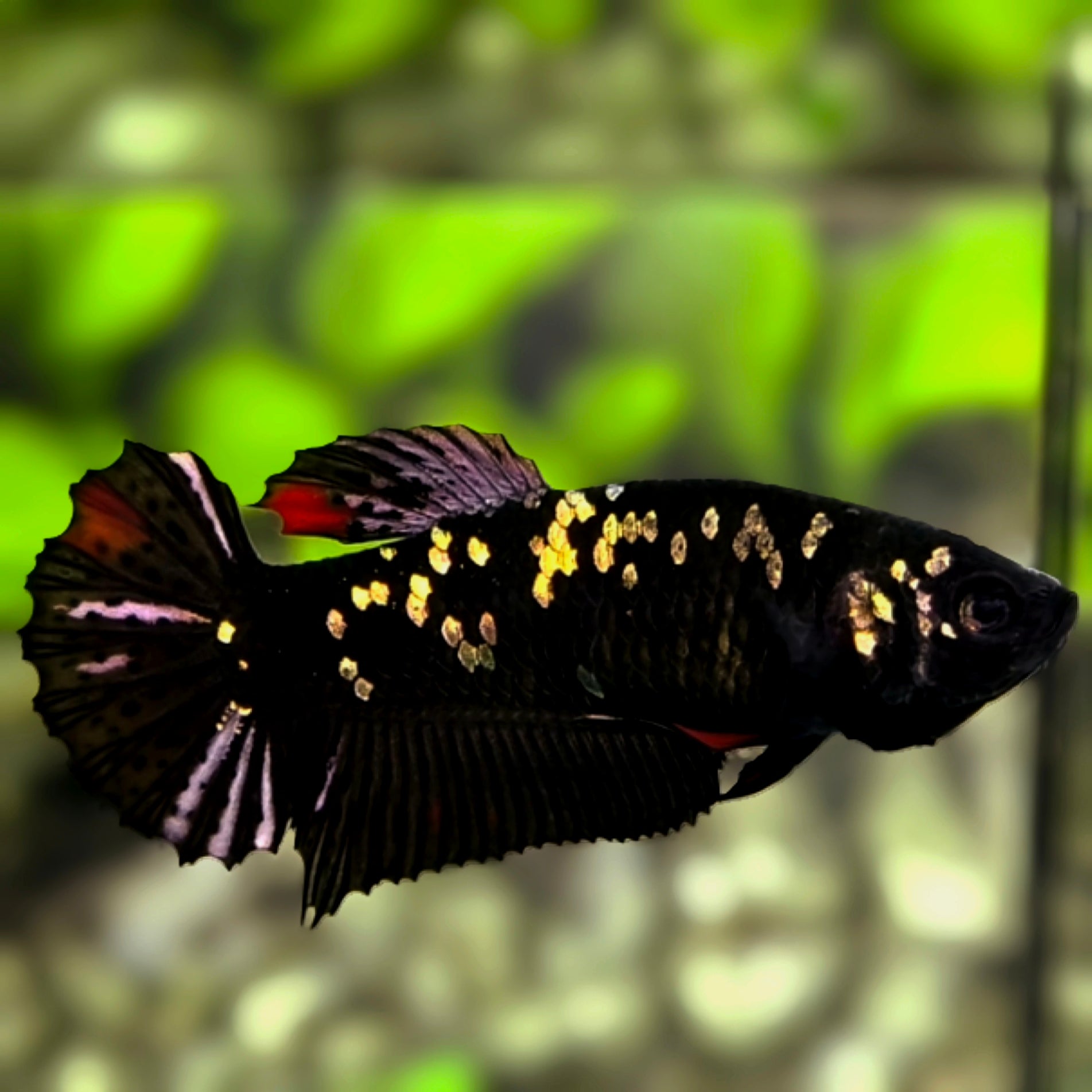 Avatar Black Panther HMPK Betta Fish Female For Sorority / Breed