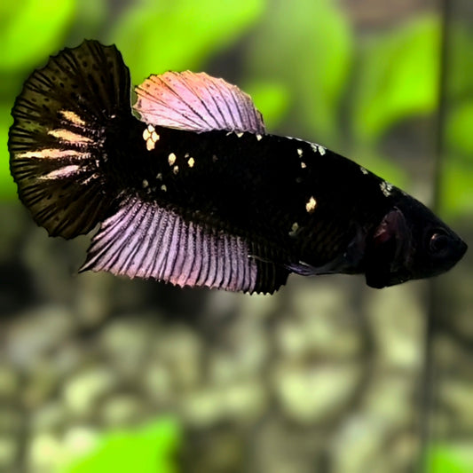 Avatar Black Panther HMPK Betta Fish Female For Sorority / Breed