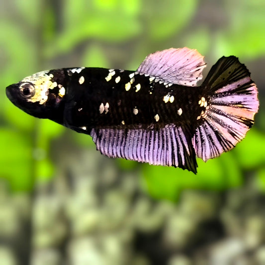 Avatar Black Panther HMPK Betta Fish Female For Sorority / Breed