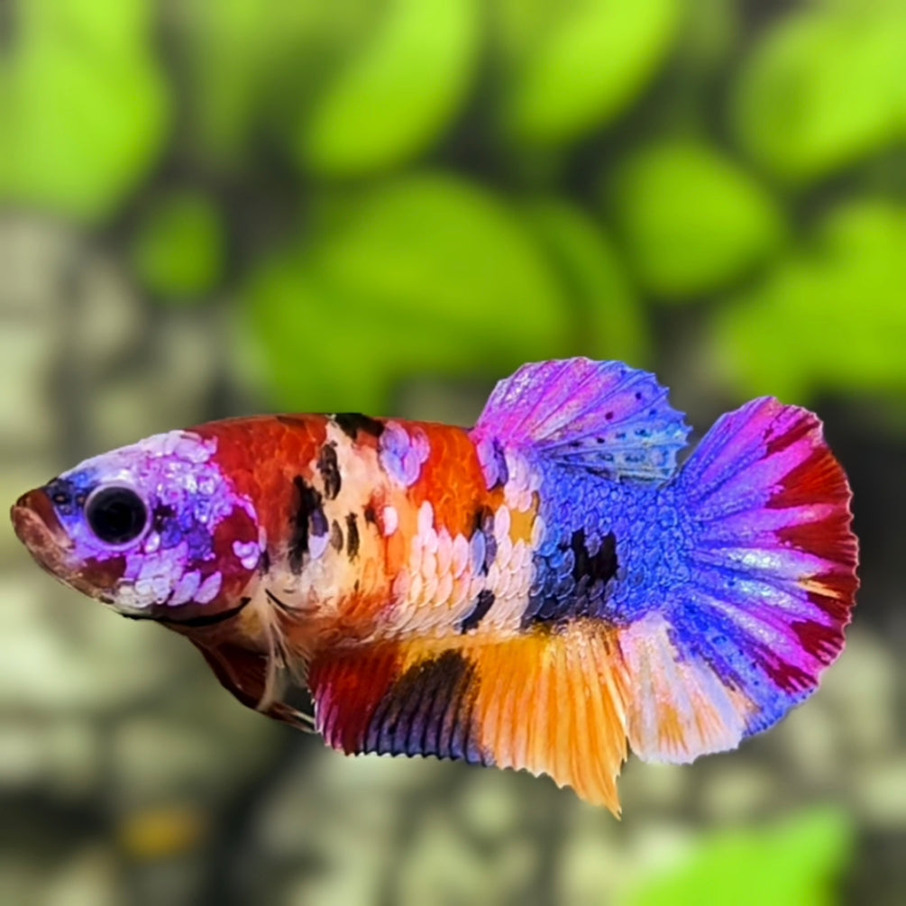 Multicolor Candy Galaxy HMPK Betta Fish Female For Sorority / Breed