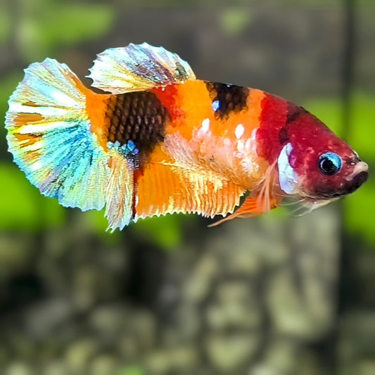 Multicolor Orange Koi Galaxy HMPK Betta Fish Female For Sorority / Breed