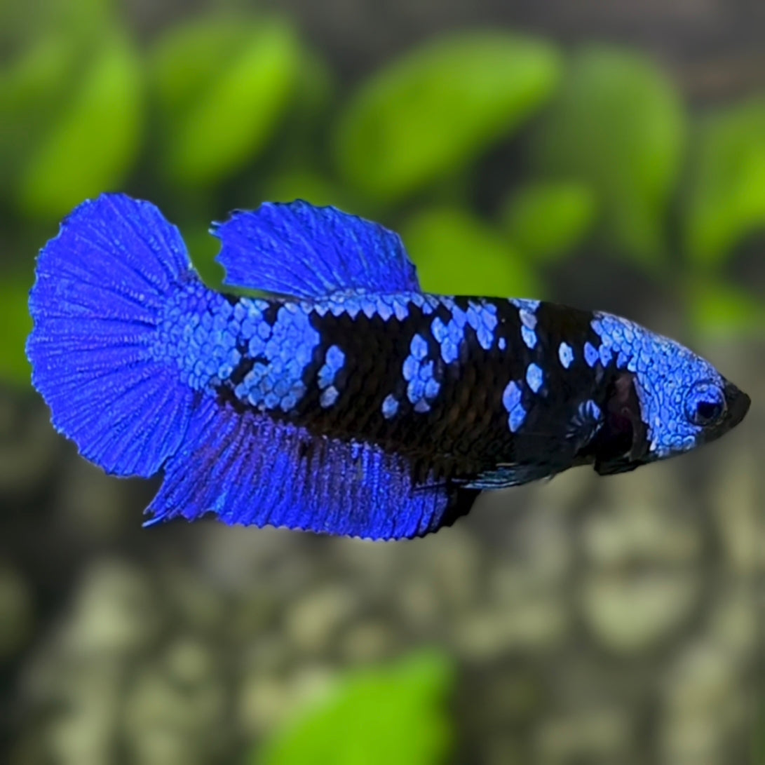 Avatar Blue Blackstar HMPK Betta Fish Female For Sorority / Breed