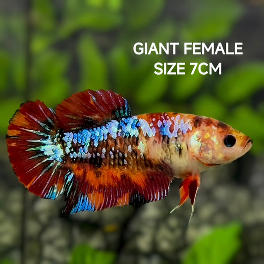 Multicolor Galaxy JUMBO GIANT HMPK Betta Fish Female