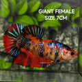 Koi Metalic Tiger JUMBO GIANT HMPK Betta Fish Female