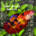 Nemo Koi Tiger JUMBO GIANT HMPK Betta Fish Female