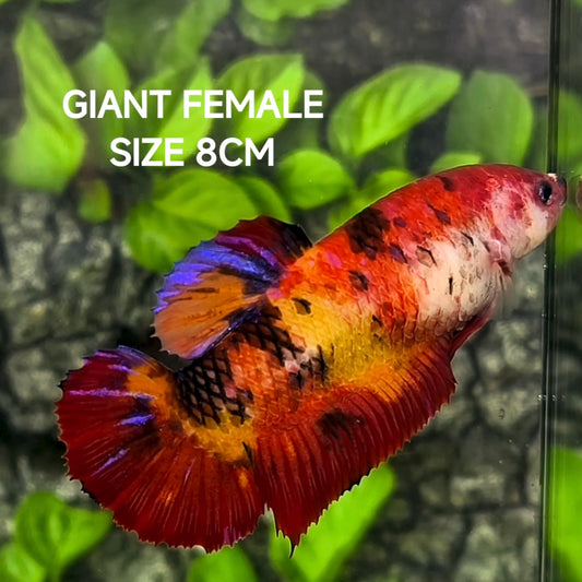 Nemo Koi Tiger JUMBO GIANT HMPK Betta Fish Female