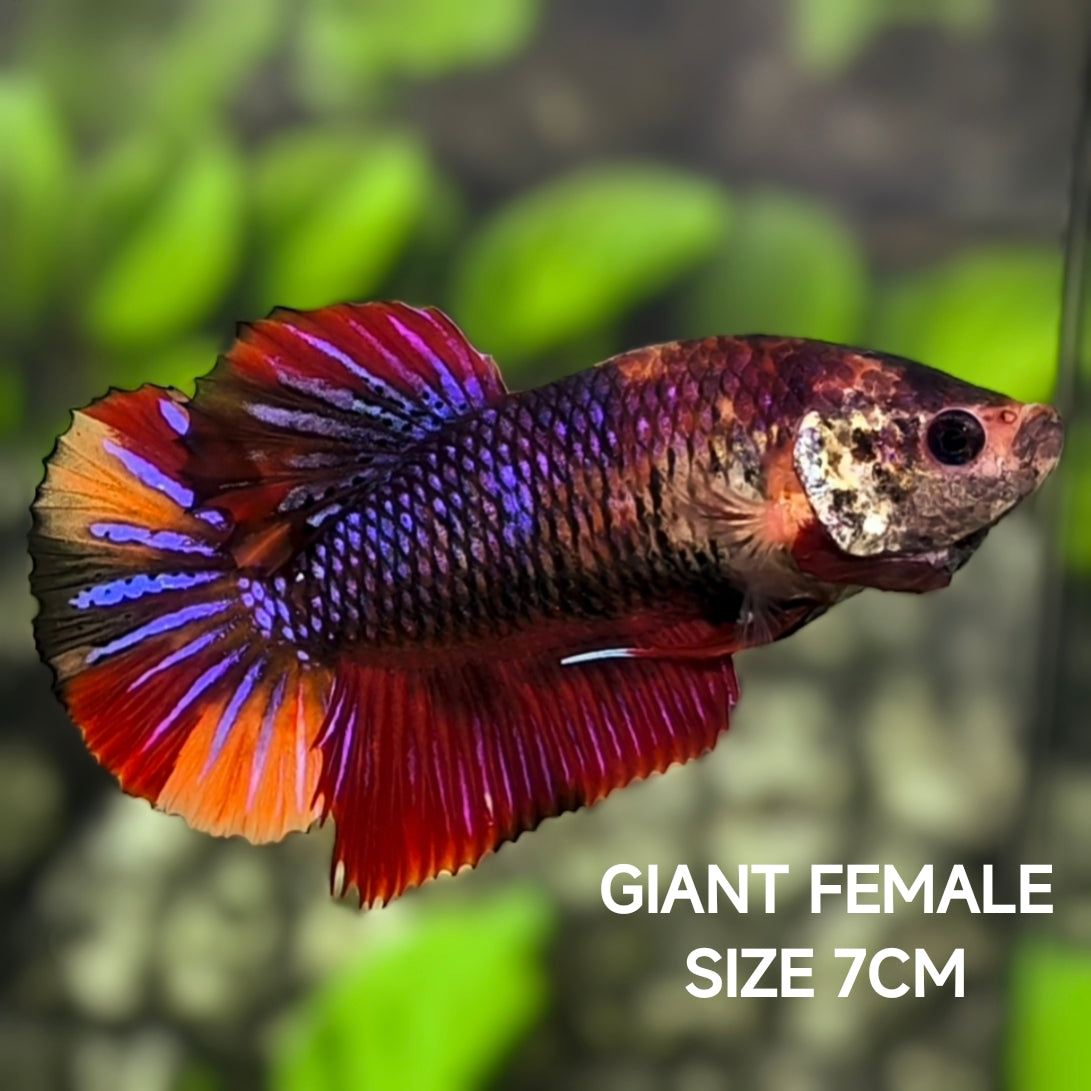 Multicolor Purple Candy JUMBO GIANT HMPK Betta Fish Female
