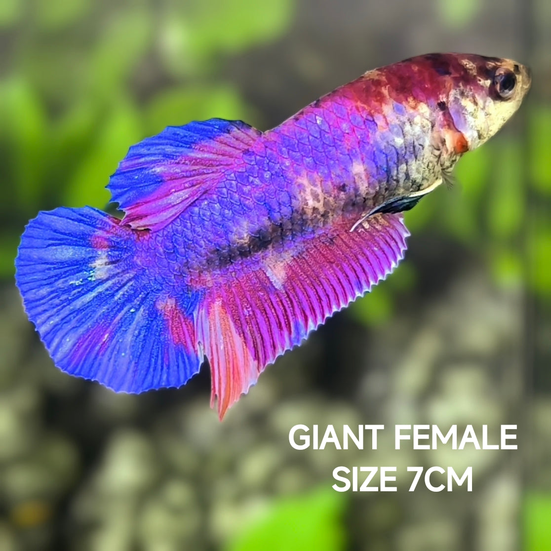 Purple Blue Fancy JUMBO GIANT HMPK Betta Fish Female