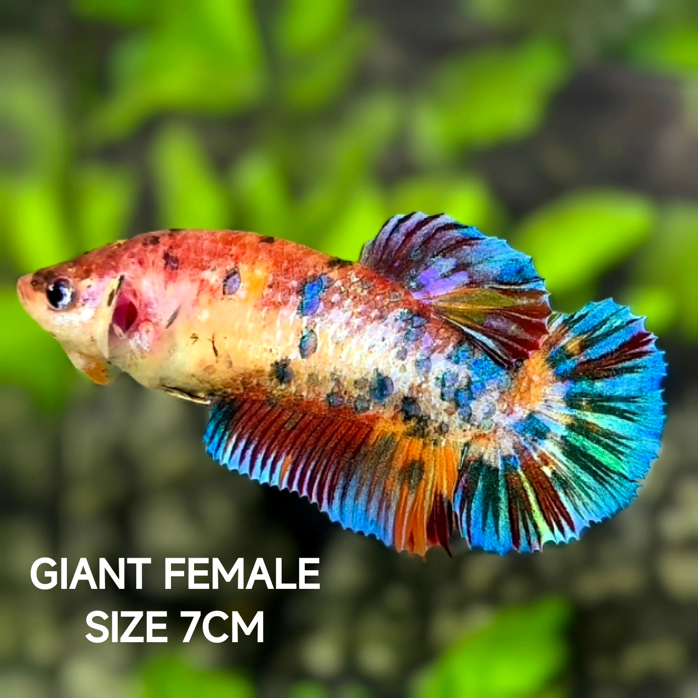 Multicolor Mutalic JUMBO GIANT HMPK Betta Fish Female