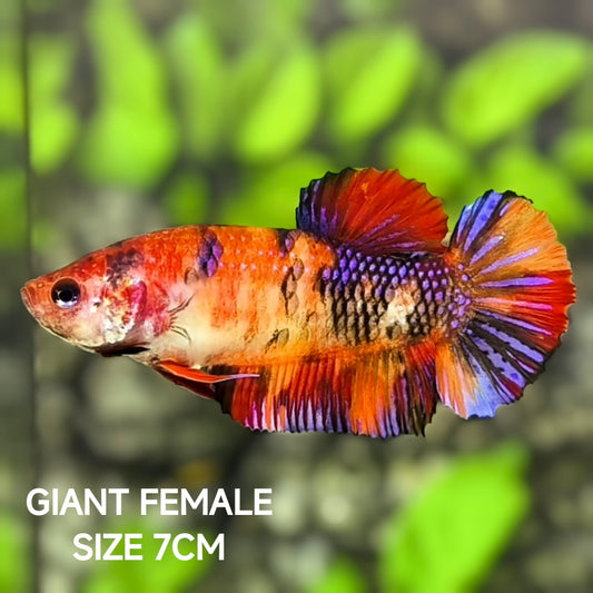 Multicolor Koi JUMBO GIANT HMPK Betta Fish Female