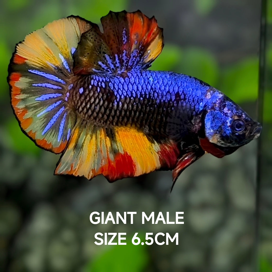 Black Variation Purple Samurai JUMBO GIANT HMPK Betta Fish Male