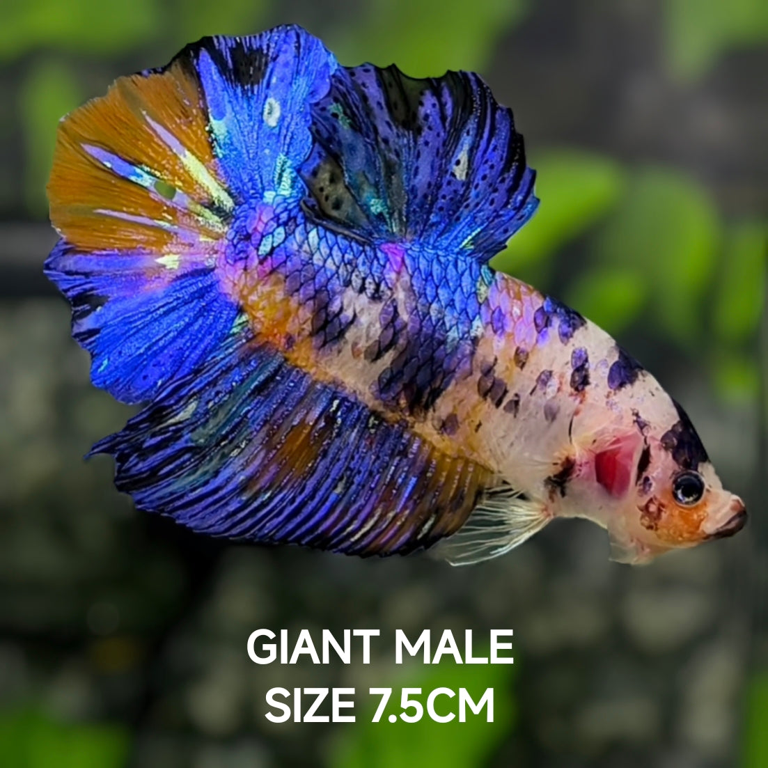 Blue Koi JUMBO GIANT HMPK Betta Fish Male