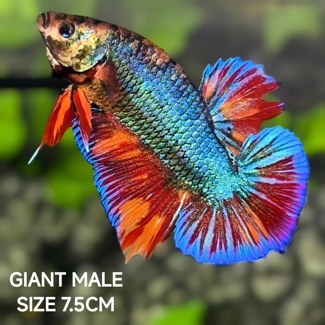 Multicolor Metalic JUMBO GIANT HMPK Betta Fish Male
