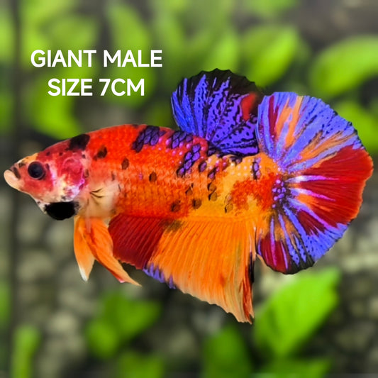 Multicolor Galaxy JUMBO GIANT HMPK Betta Fish Male