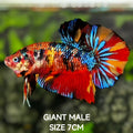 Multicolor Metalic JUMBO GIANT HMPK Betta Fish Male