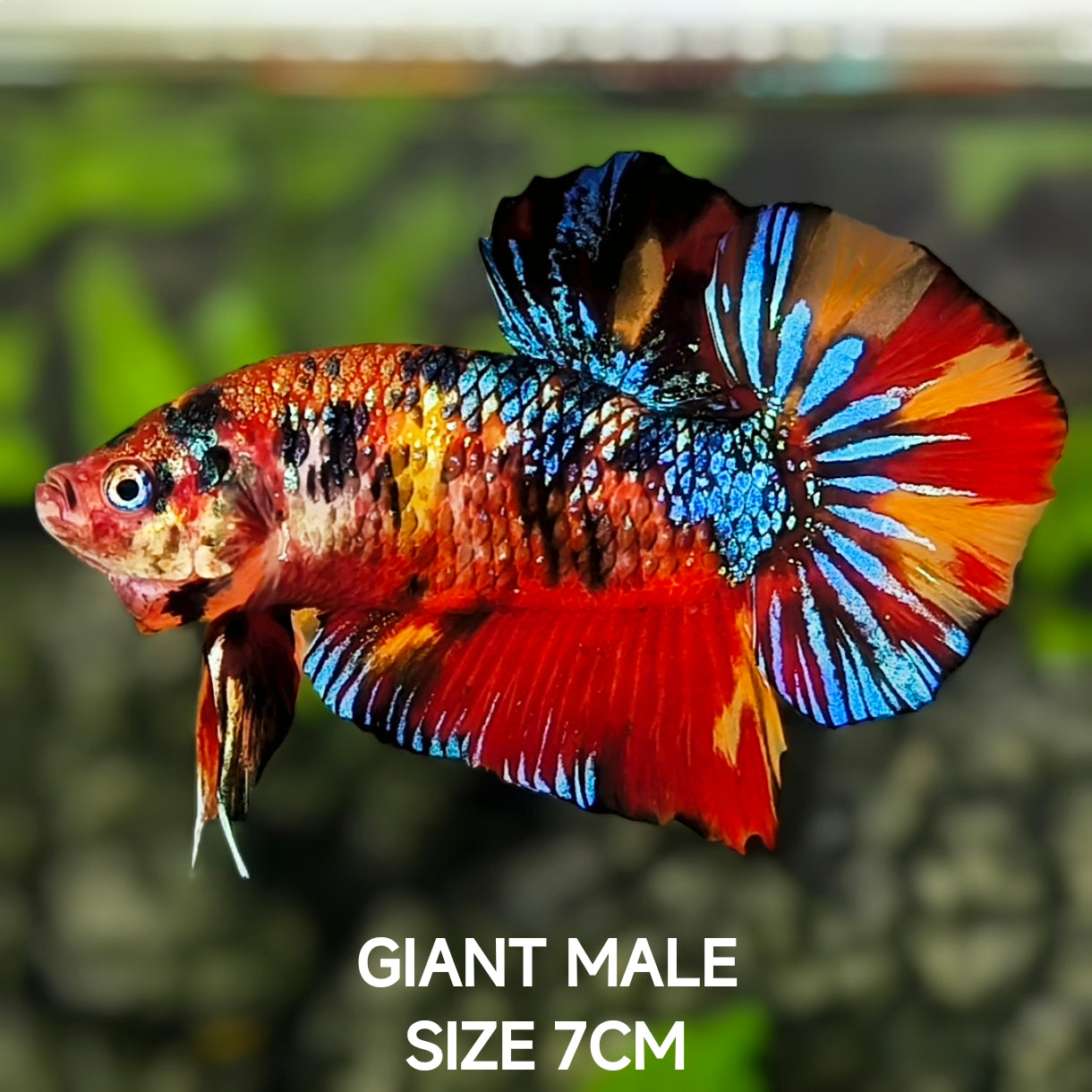 Multicolor Metalic JUMBO GIANT HMPK Betta Fish Male