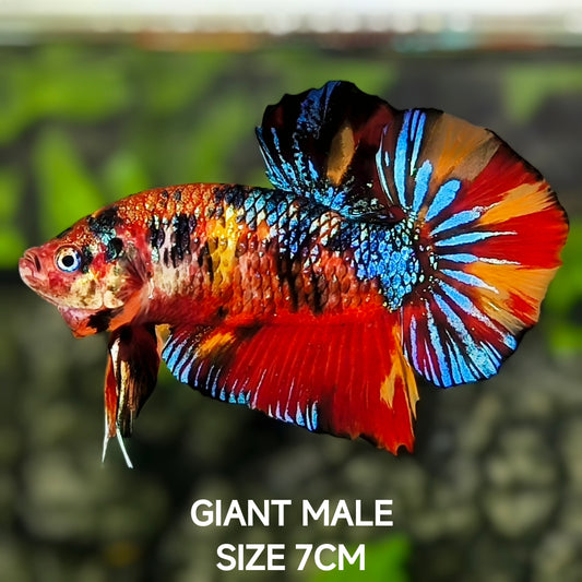 Multicolor Metalic JUMBO GIANT HMPK Betta Fish Male