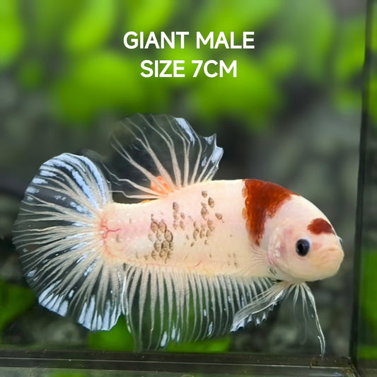 Tancho Koi JUMBO GIANT HMPK Betta Fish Male