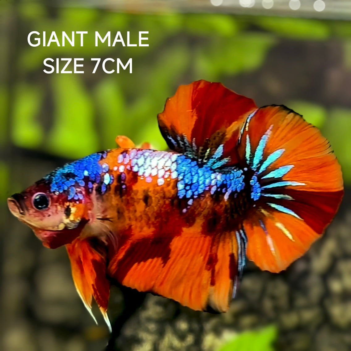 Multicolor Orange Koi Galaxy JUMBO GIANT HMPK Betta Fish Male