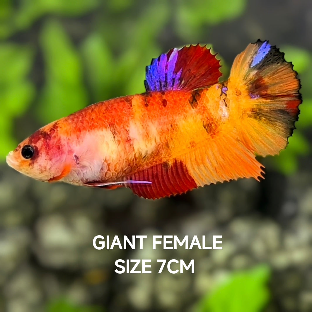 Multicolor Nemo Candy Koi JUMBO GIANT HMPK Betta Fish Female