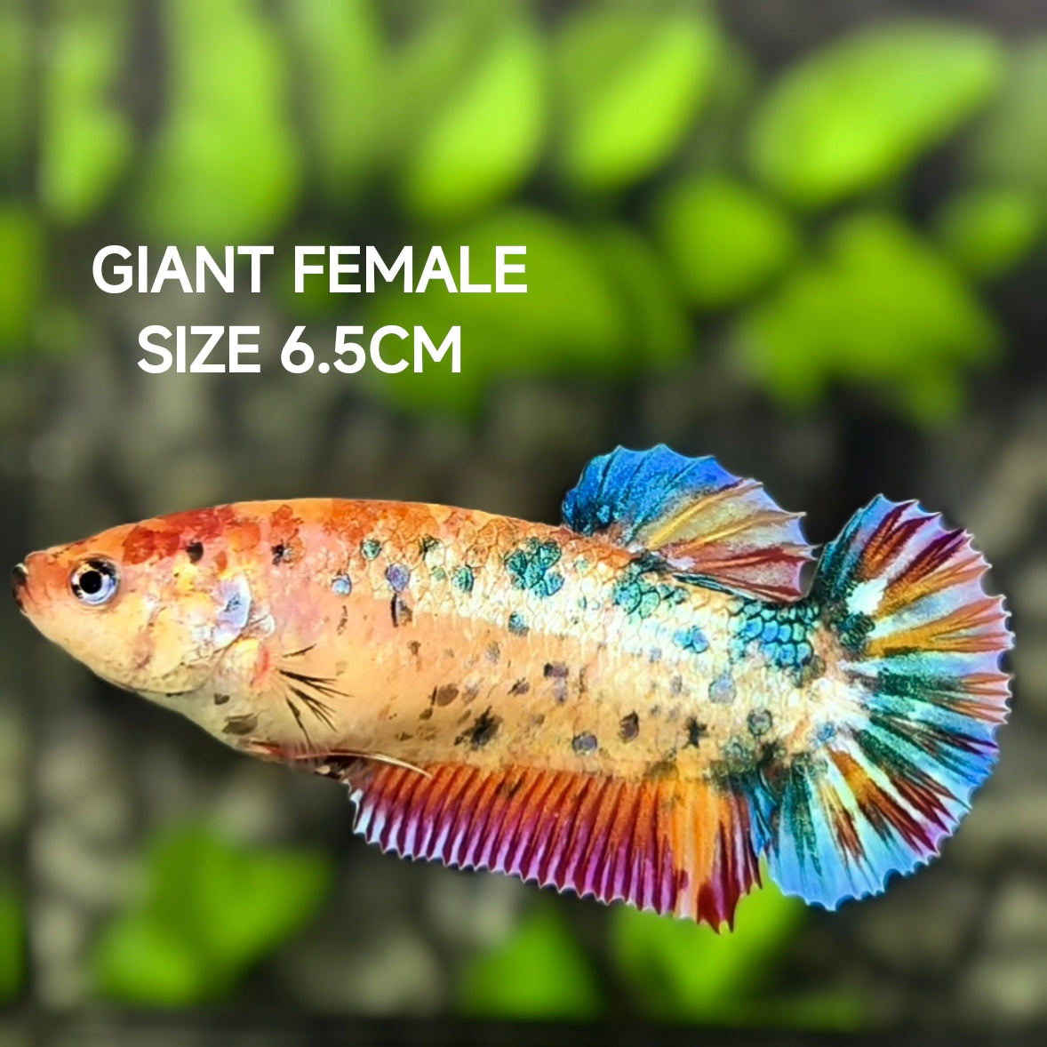Multicolor Metalic JUMBO GIANT HMPK Betta Fish Female