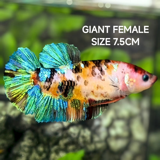 Koi Galaxy JUMBO GIANT HMPK Betta Fish Female