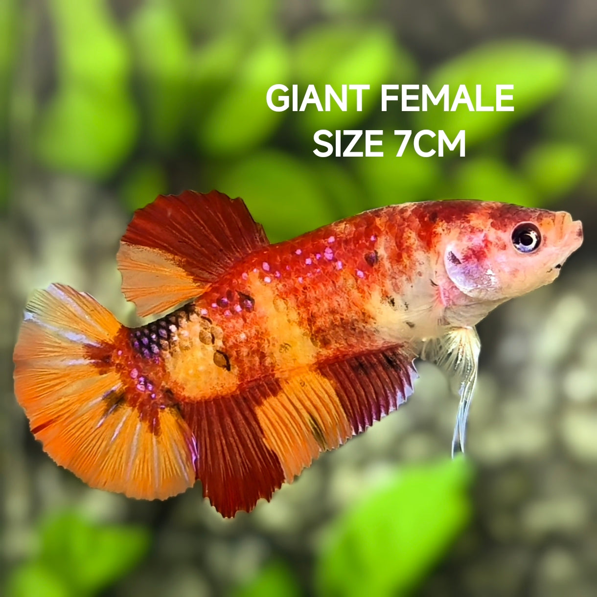 Nemo Koi JUMBO GIANT HMPK Betta Fish Female