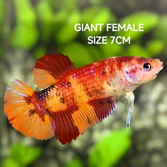 Nemo Koi JUMBO GIANT HMPK Betta Fish Female
