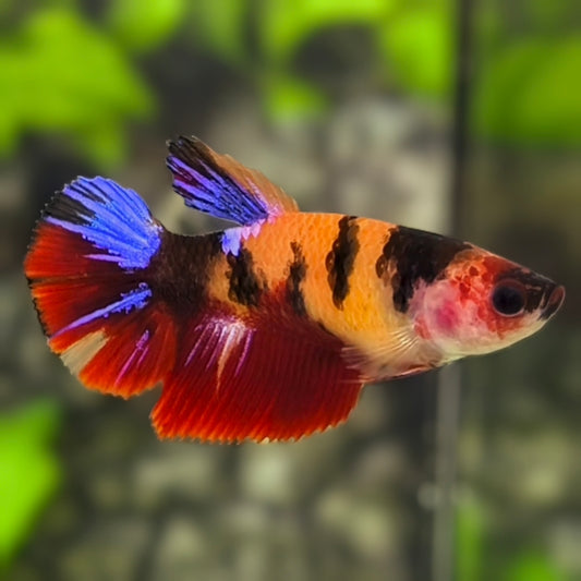 Multicolor Orange Koi Tiger Halfmoon Betta Fish Female For Sorority / Breed